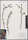 Foto von Salix aurita L.